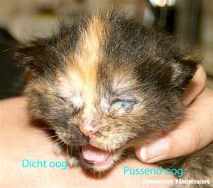 Kitten van 14 dagen met een dicht oog en een pussend oog tgv een oogontsteking